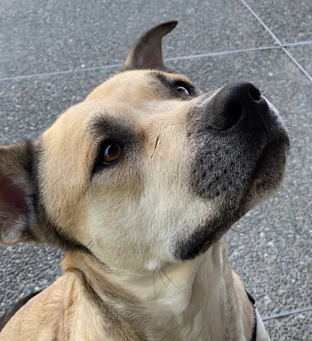 tan-white dog looking up and out of frame